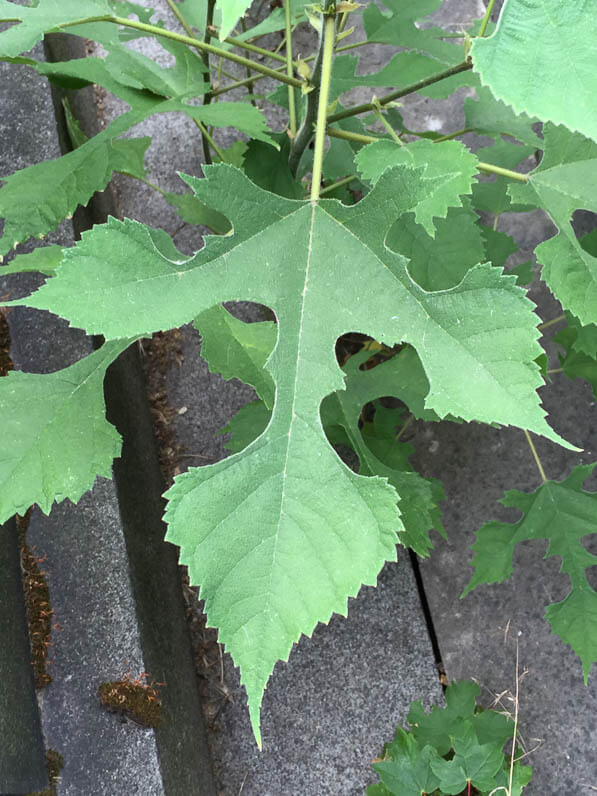 Feuille du mûrier de Chine (Broussonettia papyrifera) dans le cimetière du Père Lachaise, Paris 20e (75)