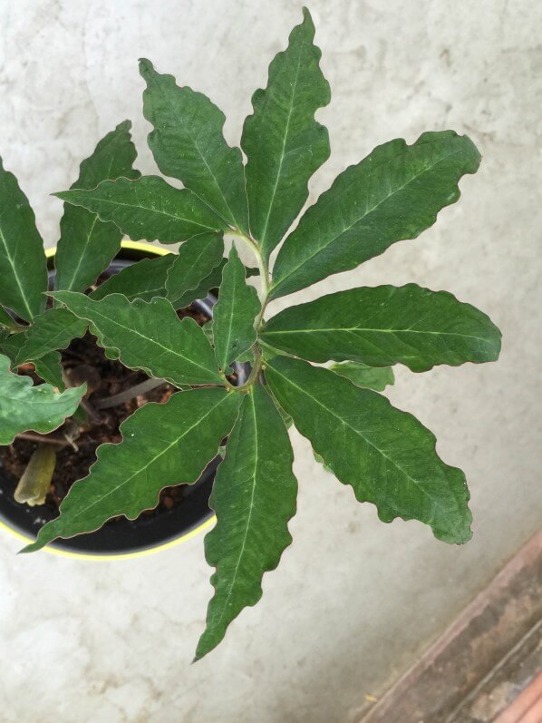 Feuille du Typhonium horsfieldii sur mon balcon en été, Paris 19e (75)