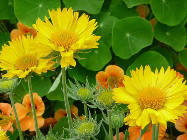 Gaillarde, Jardin des Plantes, Paris 5e (75)