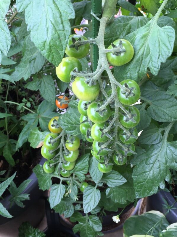 Les grosses grappes de tomates cerises de mon pied de tomate 'TomTato' sur mon balcon parisien, Paris 19e (75)