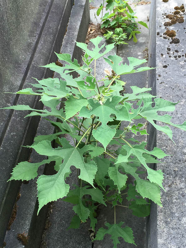 Feuille du mûrier de Chine (Broussonettia papyrifera) dans le cimetière du Père Lachaise, Paris 20e (75)