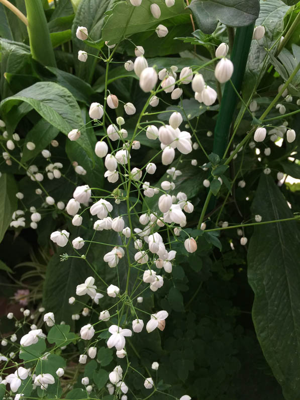 Floraison blanche de mon Thalictrum 'Splendide White' sur mon balcon en été, rue de Nantes, Paris 19e (75)