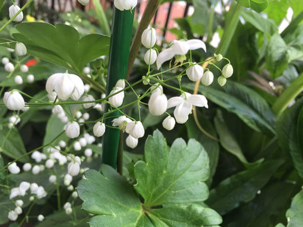 Floraison blanche de mon Thalictrum 'Splendide White' sur mon balcon en été, Paris 19e (75)