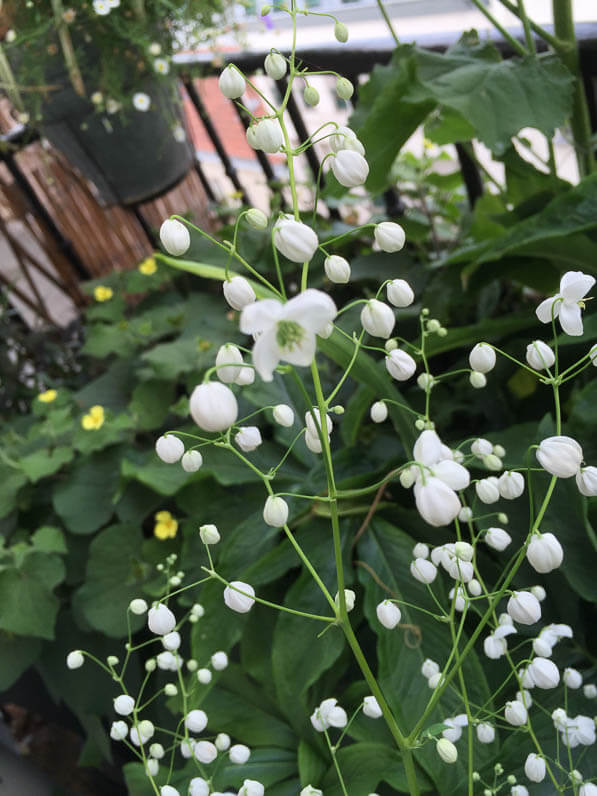 Floraison blanche de mon Thalictrum 'Splendide White' sur mon balcon en été, Paris 19e (75)