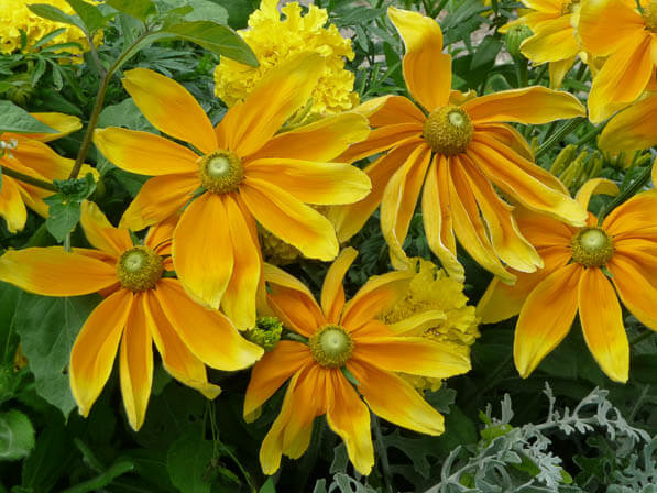 Rudbeckia hirta 'Prairie Sun', Jardin des Plantes, Paris 5e (75)