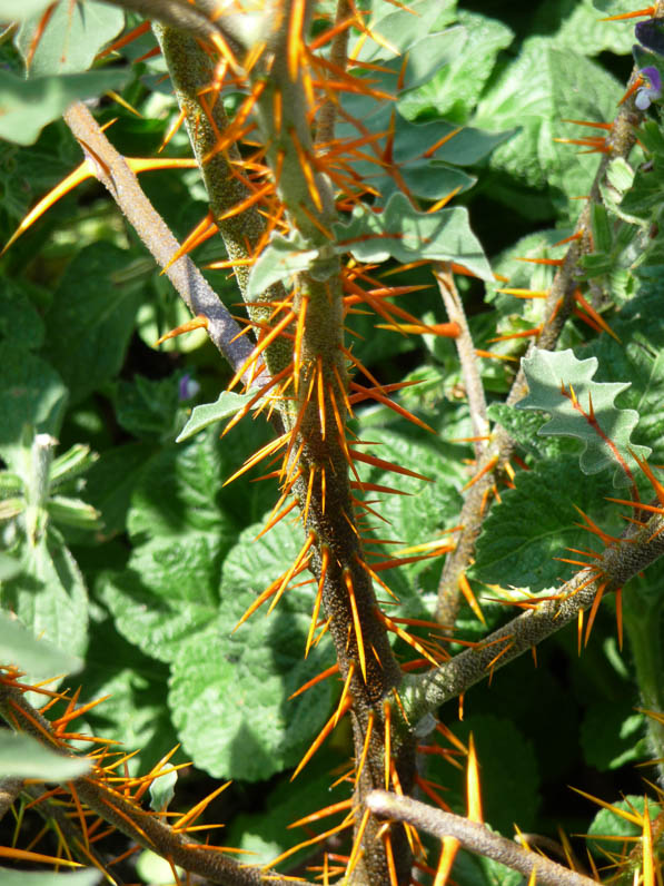 Solanum pyracanthum en été au parc floral, Paris 12e (75)