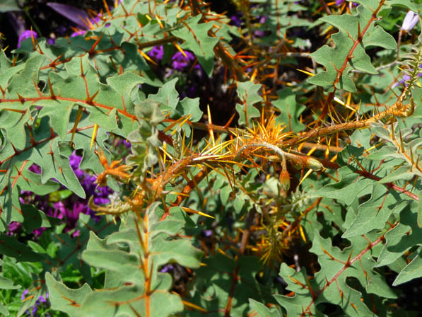 Solanum pyracanthum en été au parc floral, Paris 12e (75)