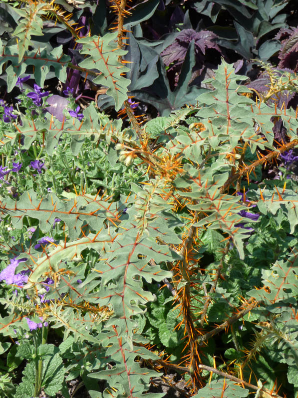 Solanum pyracanthum en été au parc floral, Paris 12e (75)