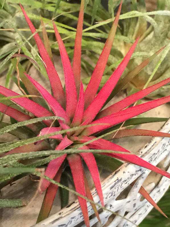 Tillandsia, boutique Girls and Roses, rue Montorgueil, Paris 1er (75)