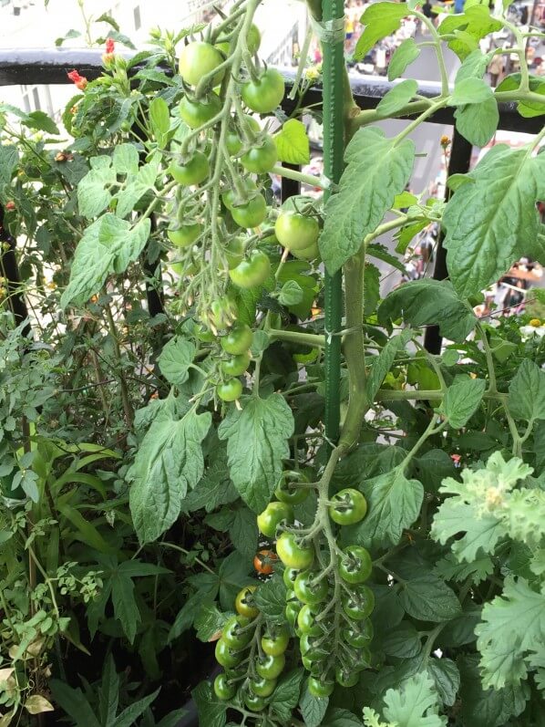 Les grosses grappes de tomates cerises de mon pied de tomate 'TomTato' sur mon balcon parisien, Paris 19e (75)