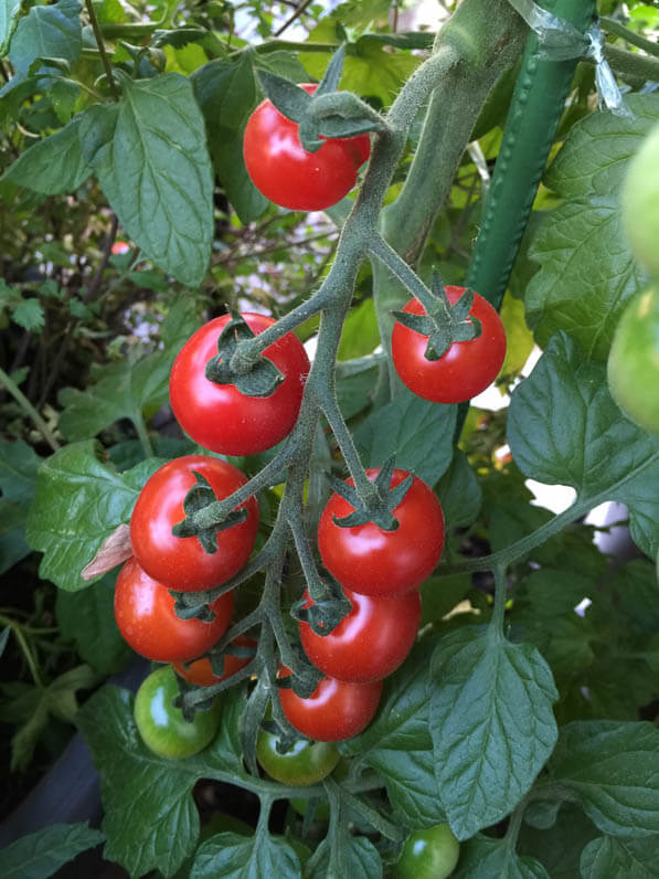 Les tomates cerises de mon pied de tomate 'TomTato' (Solanacées) sur mon balcon en été, Paris 19e (75)