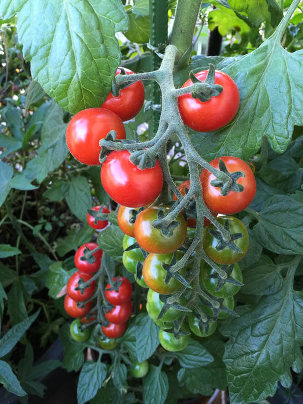 Les tomates cerises de mon pied de tomate 'TomTato' (Solanacées) sur mon balcon en été, Paris 19e (75)