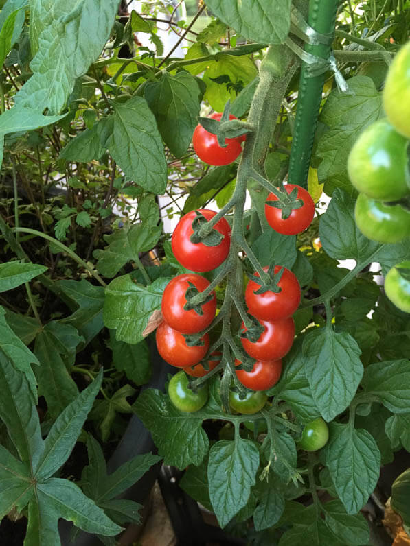 Les tomates cerises de mon pied de tomate 'TomTato' (Solanacées) sur mon balcon en été, Paris 19e (75)