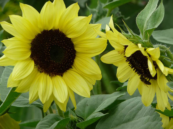 Tournesol, Jardin des Plantes, Paris 5e (75)