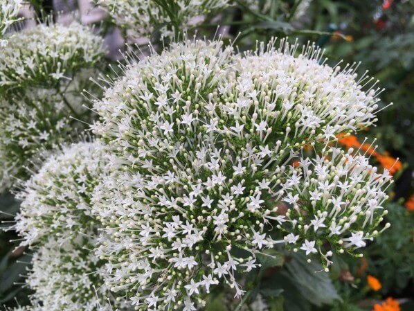 Potée de trachélie blanche (Trachelium caeruleum) en pleine floraison sur mon balcon en été, Paris 19e (75)