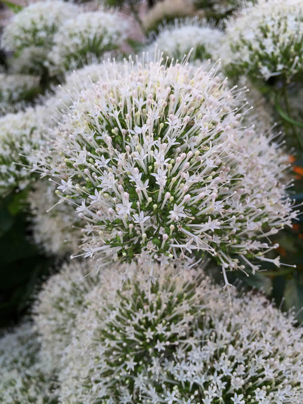 Trachelium caeruleum en pleine floraison sur mon balcon en été, Paris 19e (75)