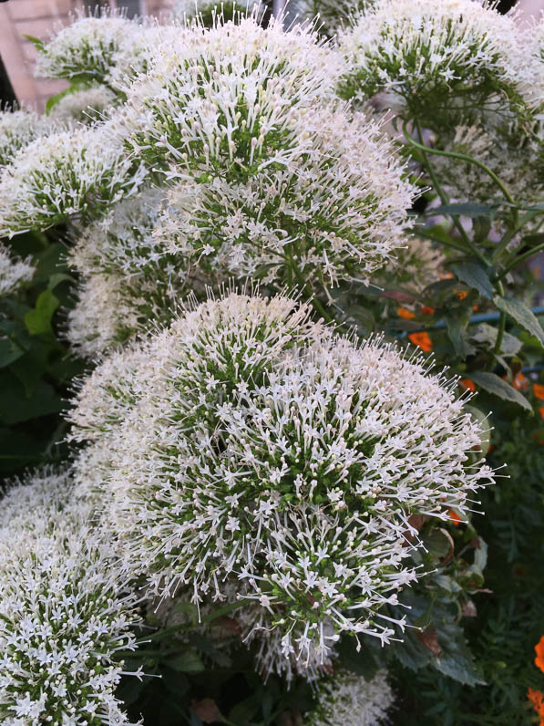 Trachelium caeruleum en pleine floraison sur mon balcon en été, Paris 19e (75)