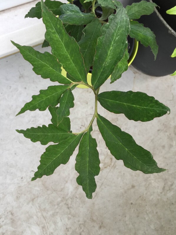 Feuille du Typhonium horsfieldii sur mon balcon en été, Paris 19e (75)