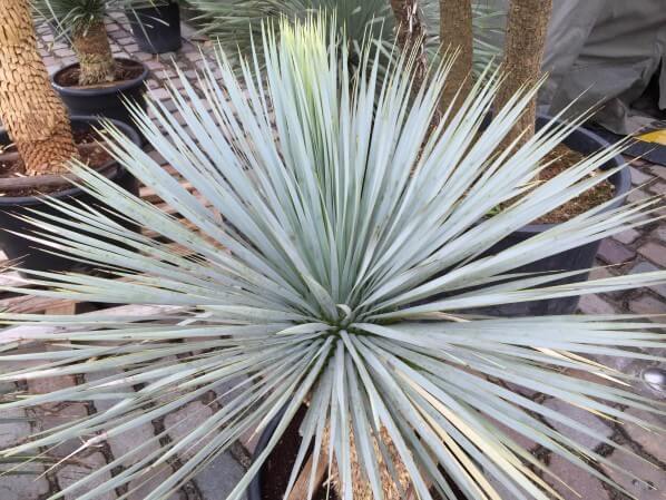 Yucca bleu, vaisseau L'Aéroflorale II, L'Expédition Végétale, Compagnie La Machine, parc de la Villette, Paris 19e (75)