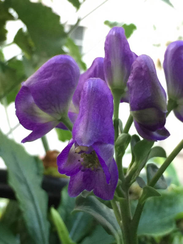 Aconit grimpant (Aconitum arcuatum BSWJ 774) sur mon balcon en été, rue de Nantes, Paris 19e (75)