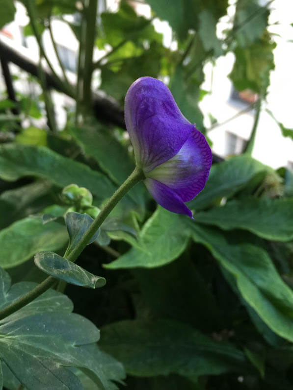 Aconit grimpant (Aconitum arcuatum BSWJ 774) sur mon balcon en été, rue de Nantes, Paris 19e (75)