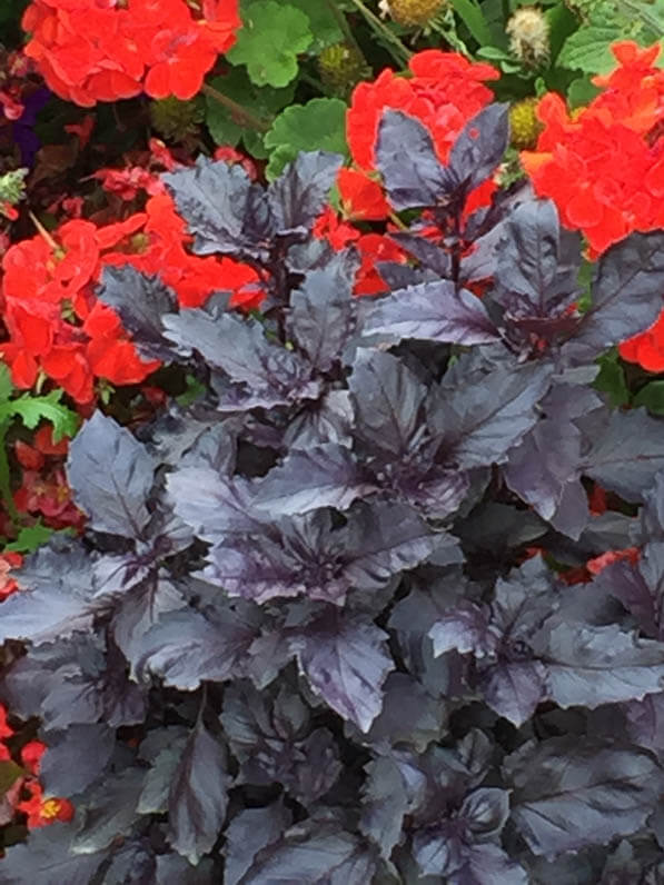 Basilic pourpre et pélargonium rouge dans le jardin du Luxembourg en été, Paris 6e (75)