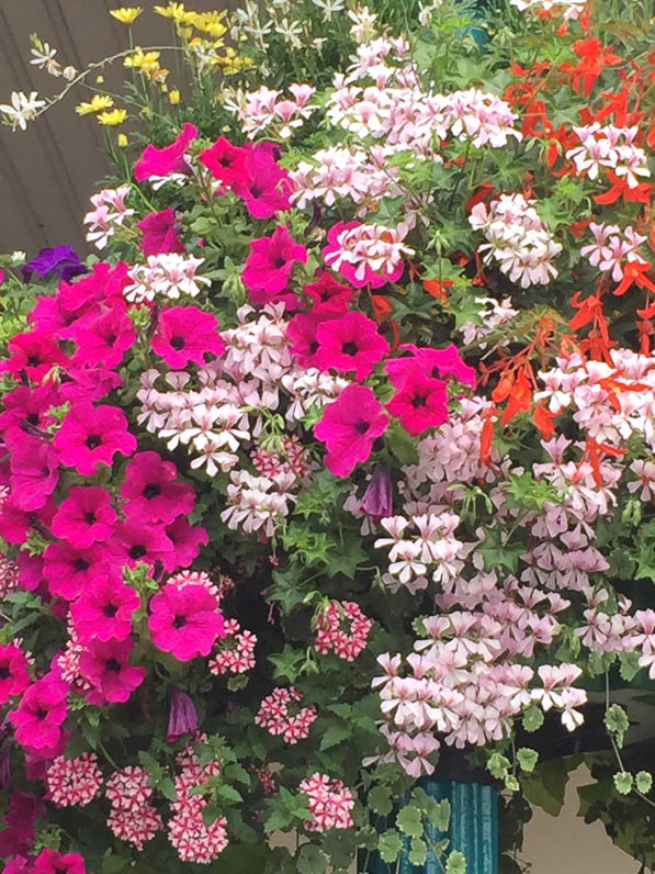 Suspension fleurie avec fleurs d'été, pétunia, pélargonium, bégonia tubéreux, anthémis, gare d'Austerlitz, Paris 13e (75)