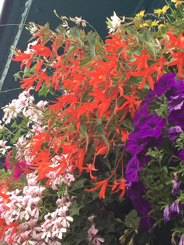 Suspension fleurie avec fleurs d'été, pétunia, pélargonium, bégonia tubéreux, gare d'Austerlitz, Paris 13e (75)