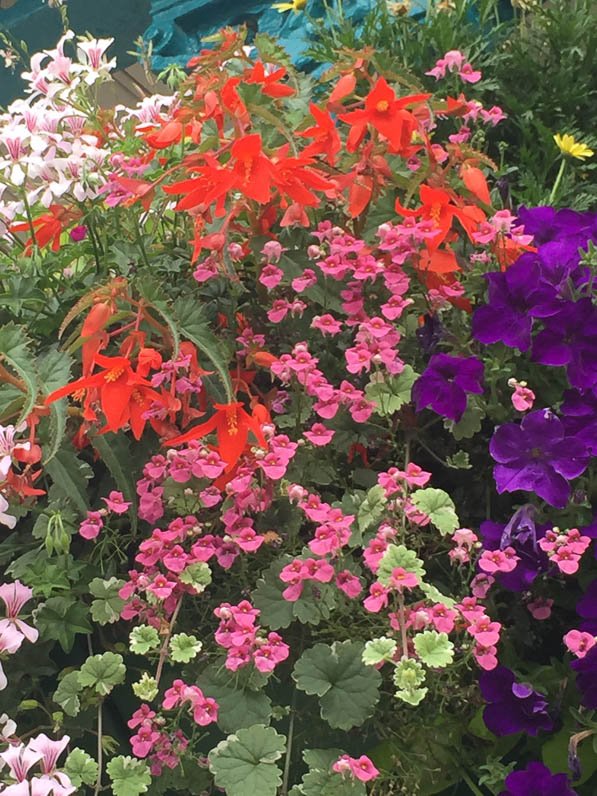 Suspension fleurie avec fleurs d'été, pétunia, pélargonium, diascia, bégonia tubéreux, gare d'Austerlitz, Paris 13e (75)