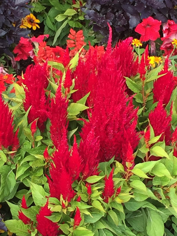 Célosies rouges dans le jardin du Luxembourg en été, Paris 6e (75)