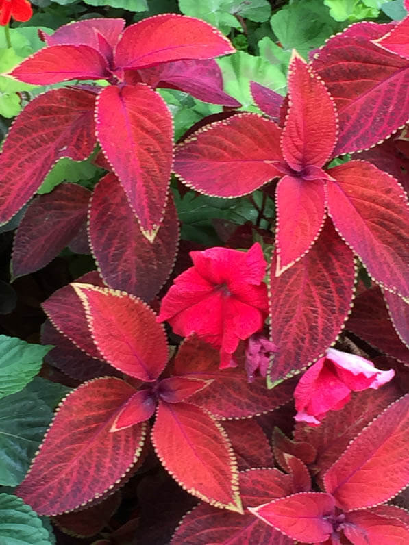 Coléus (Solenostemon) et pétunia rouges dans le jardin du Luxembourg en été, Paris 6e (75)