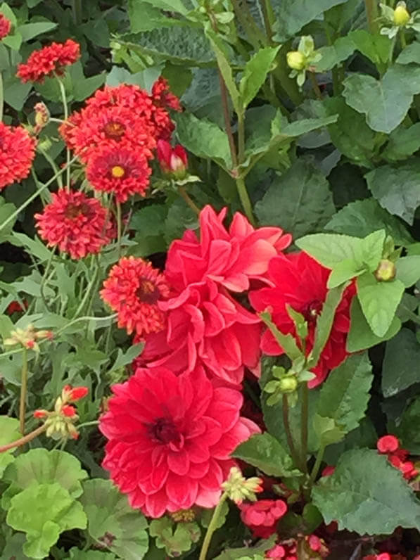 Dahlias et gaillardes rouges dans le jardin du Luxembourg en été, Paris 6e (75)