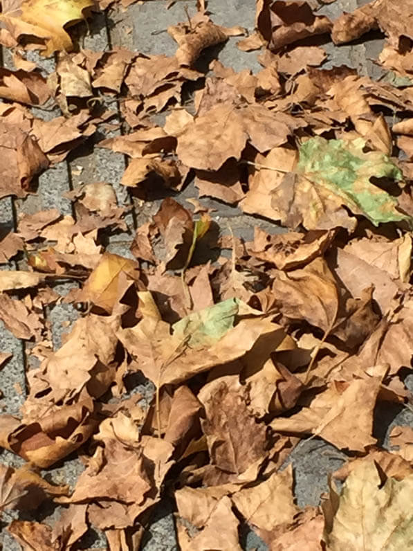 Effet de la sécheresse estivale, feuilles mortes de platane dans le boulevard Mac Donald, Paris 18e (75)