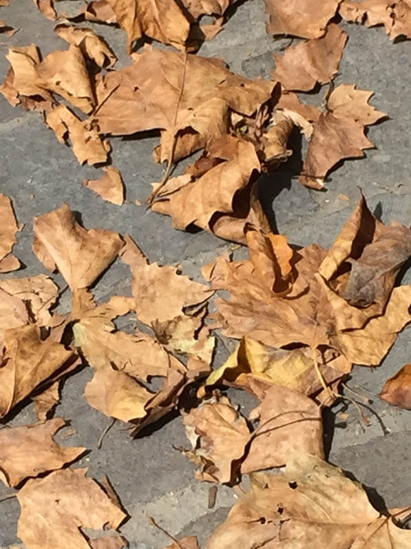 Effet de la sécheresse estivale, feuilles mortes de platane dans le boulevard Mac Donald, Paris 18e (75)