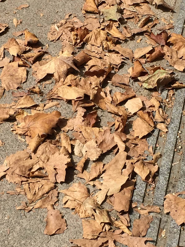 Effet de la sécheresse estivale, feuilles mortes de platane dans le boulevard Mac Donald, Paris 18e (75)