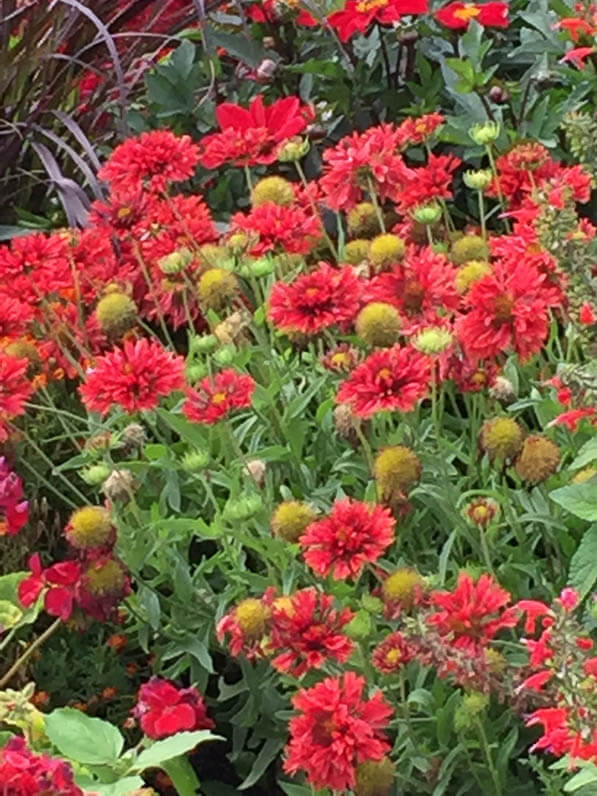 Gaillardes rouges dans le jardin du Luxembourg en été, Paris 6e (75)