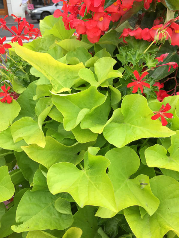 Jardinière de ville avec patate douce, géranium lierre et bégonia 'Dragon Wing', Sceaux (92)