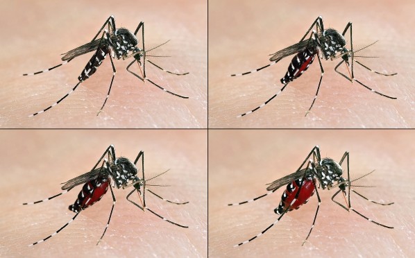 Moustique tigre (Aedes albopictus) ayant un repas de sang, photo Fotolia / © Marco Uliana