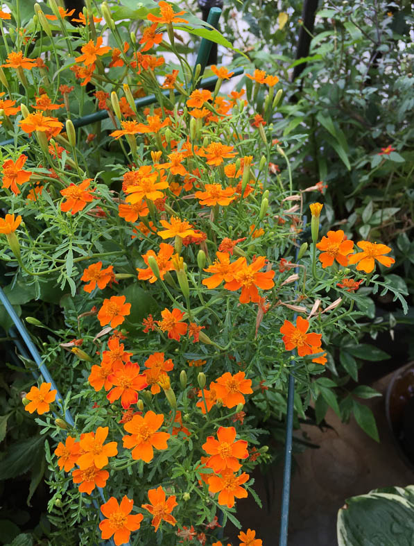 Tagetes tenuifolia 'Carina' sur mon balcon en été, Paris 19e (75)