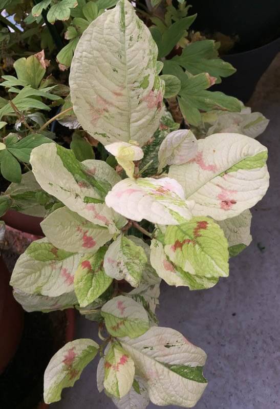 Persicaria virginiana 'Painter's Palette' sur mon balcon en été, rue de Nantes, Paris 19e (75)