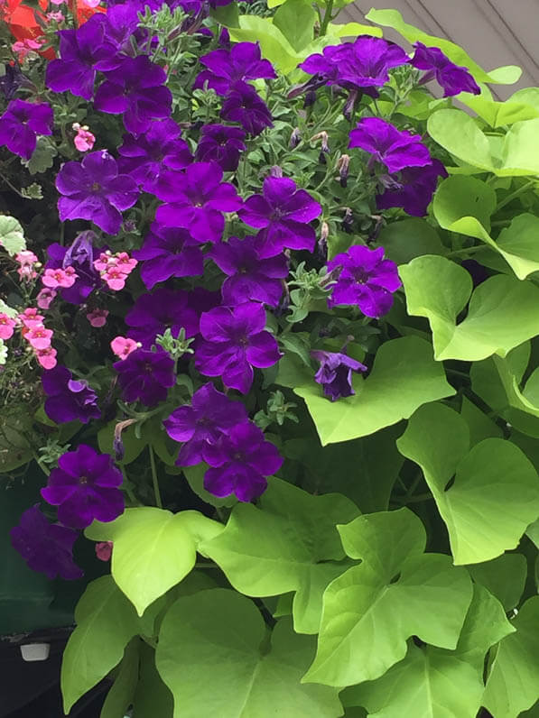 Suspension fleurie avec pétunia, diascia et patate douce, gare d'Austerlitz, Paris (13e)