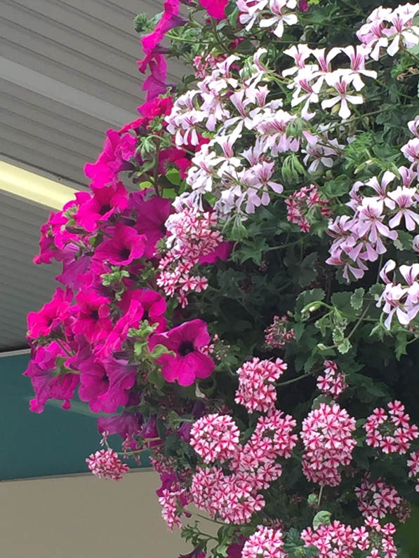 Suspension fleurie avec pétunia, pelargonium, et verveine, gare d'Austerlitz, Paris (13e)