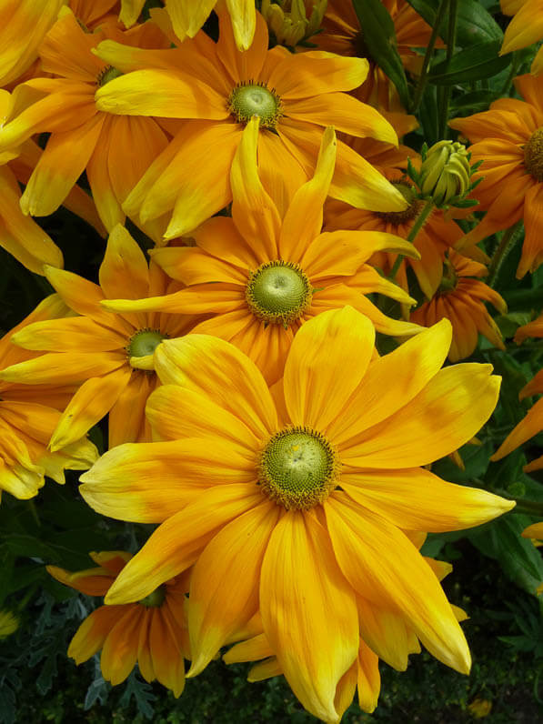 Rudbeckia hirta 'Prairie Sun' dans le Jardin des Plantes en été, Paris 5e (75)