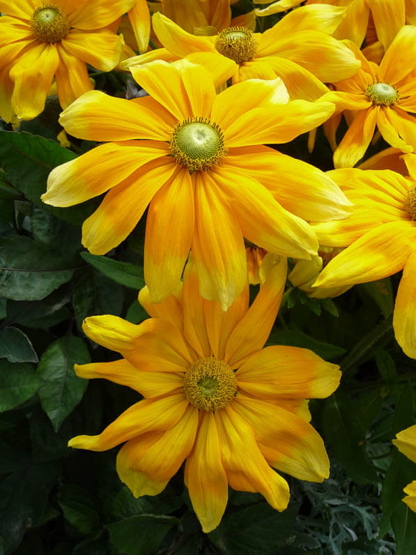 Rudbeckia hirta 'Prairie Sun' dans le Jardin des Plantes en été, Paris 5e (75)