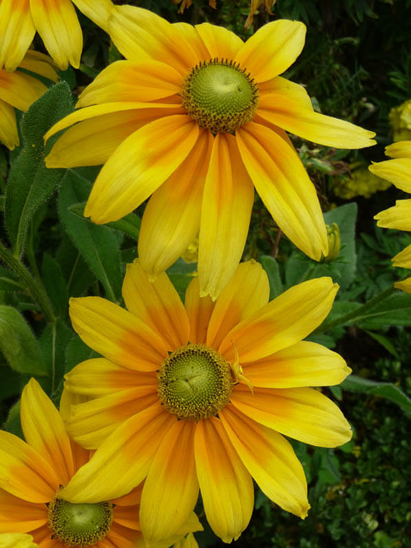 Rudbeckia hirta 'Prairie Sun' dans le Jardin des Plantes en été, Paris 5e (75)