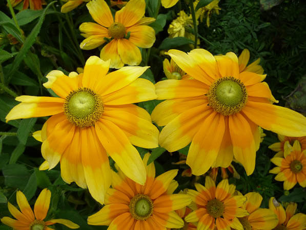 Rudbeckia hirta 'Prairie Sun' dans le Jardin des Plantes en été, Paris 5e (75)