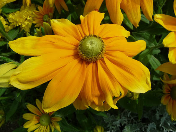 Rudbeckia hirta 'Prairie Sun' dans le Jardin des Plantes en été, Paris 5e (75)