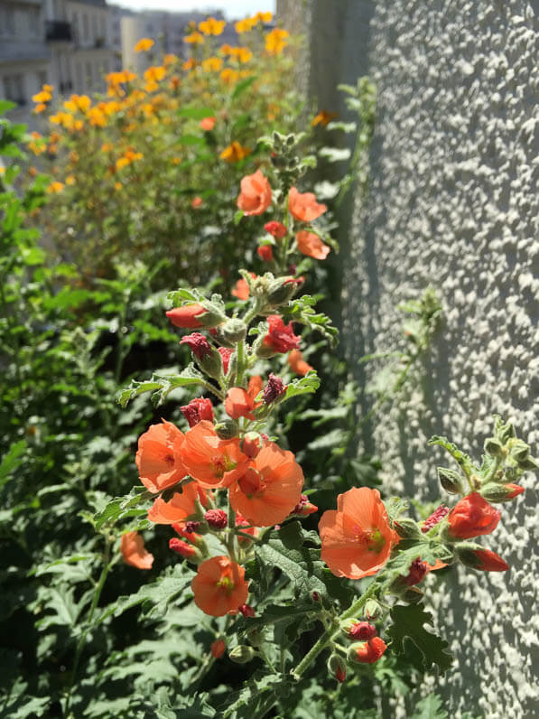 Sphaeralcea 'Newleaze Coral' sur mon balcon en été, Paris 19e (75)