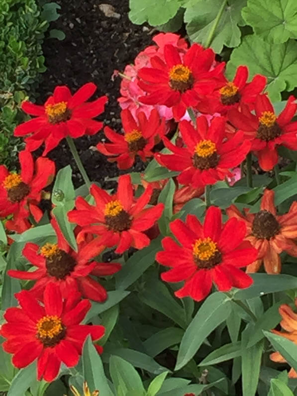 Zinnias rouges dans le jardin du Luxembourg en été, Paris 6e (75)