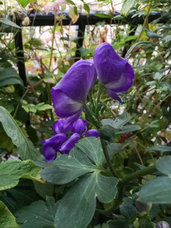 Aconitum arcuatum sur mon balcon en fin d'été, Paris 19e (75)